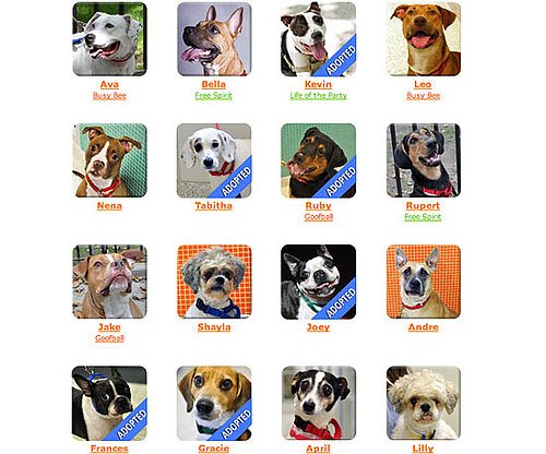 Humane Society and SPCA Humane Society and SPCA
