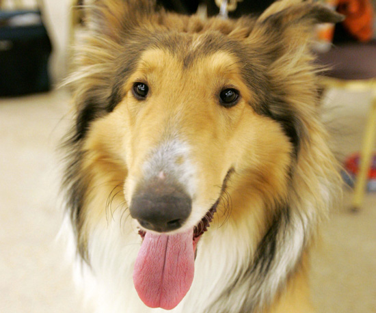 AKC
