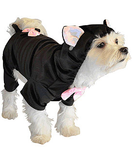 Howl-o-ween Puppies Dressed as Cats (Literally)