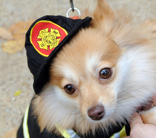 Chief Dog Chief Dog