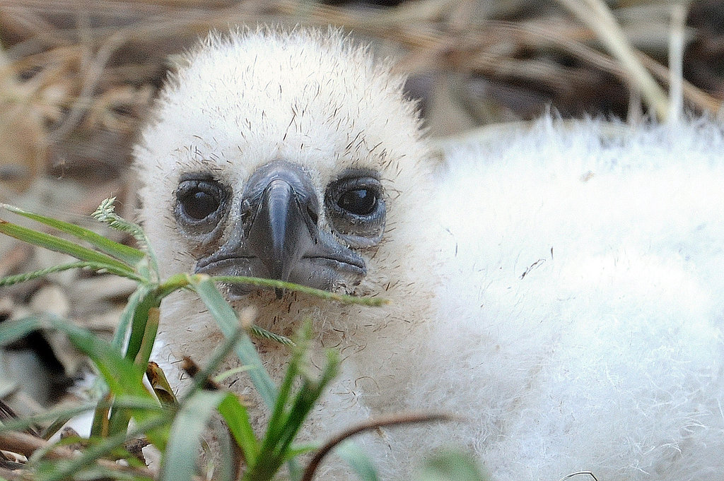 Hi, Chickee: Peep a Teensy Harpy Eagle Babe Hi, Chickee: Peep a Teensy Harpy Eagle Babe