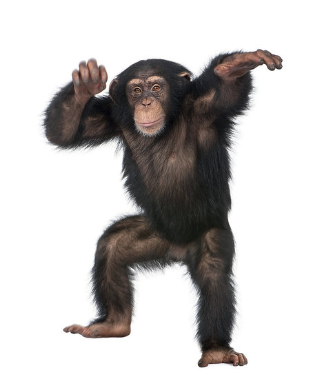 Chimp Dance