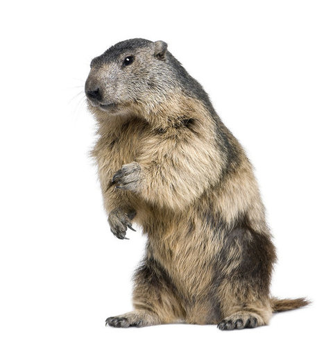 Little Prairie Dog Little Prairie Dog