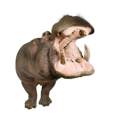 Hippo Hippo