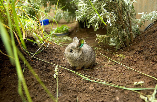 Itty Bitty Bunny Itty Bitty Bunny