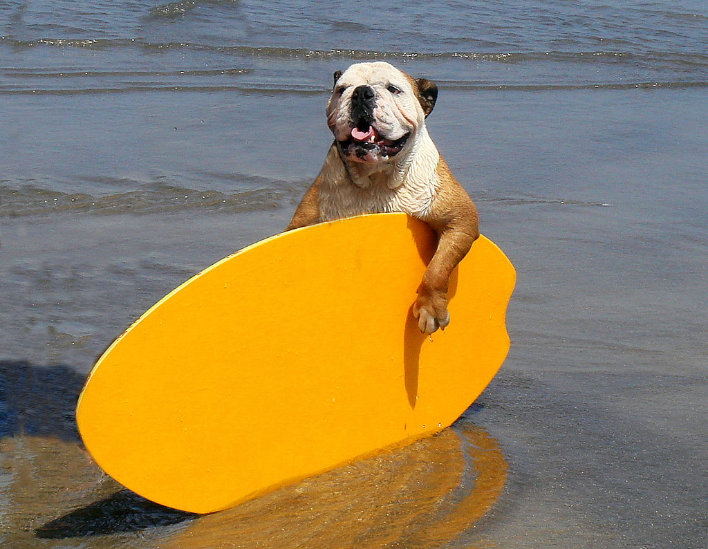 Peek Inside the 2010 Surf Dogs Calendar! Peek Inside the 2010 Surf Dogs Calendar!