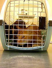 The Scoop: First H1N1 Cat Case Confirmed by AVMA The Scoop: First H1N1 Cat Case Confirmed by AVMA