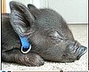 Kingsford the Cute, Tiny Piglet