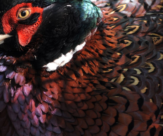Guess What Bird? Guess What Bird?