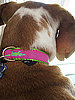 PetSugar's Street Team: Moochie & Co. Mud Puppies Collar