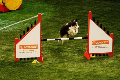 Sport Four: Agility Sport Four: Agility