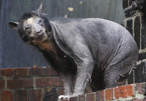 It's a Spectacle(d) Bear It's a Spectacle(d) Bear