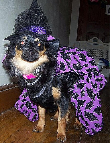 Biscuit's a Witch For Couture Biscuit's a Witch For Couture