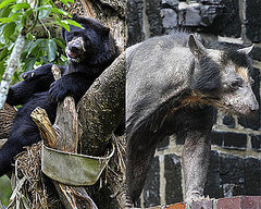 The Scoop: Dolores Is the Beary Hairless Bear