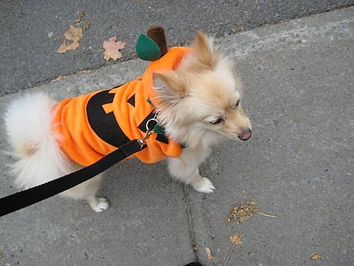 Enzo's Pumpkin Stroll Enzo's Pumpkin Stroll