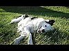 Do Tell: How Many Tricks Do Your Pets Know?