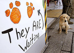 Do Tell: Have You Ever Fostered a Military Pet? Do Tell: Have You Ever Fostered a Military Pet?