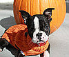 Pet Pic of the Day: Lulu Ladybelle Is the Belle of the Stoop