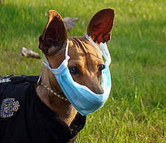 H1N1 Face Mask For Pets: Really Smart or Really Ridiculous? H1N1 Face Mask For Pets: Really Smart or Really Ridiculous?