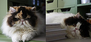 Sugar Shout Out: Martha Stewart's New Persian Kittens