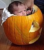 Sugarbabies: Small Enough For a Pumpkin