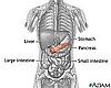 Organ Lessons: The Pancreas