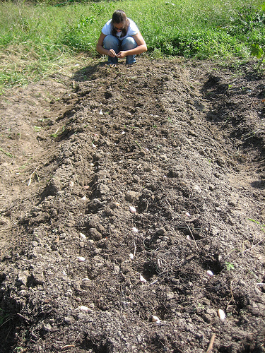 Garden Therapy: Plant Garlic For a No-Fuss Crop Garden Therapy: Plant Garlic For a No-Fuss Crop