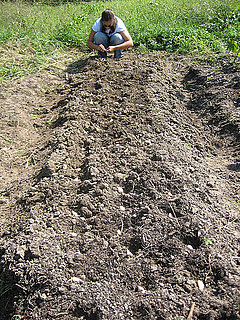 Garden Therapy: Plant Garlic For a No-Fuss Crop