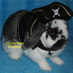 Are Your Ready For the Halloween Bunny?