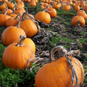 Ghost Pictures and History of Halloween and Jack-o'-Lanterns