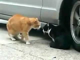 Hell Hath No Fury Like a Female Cat Scorned