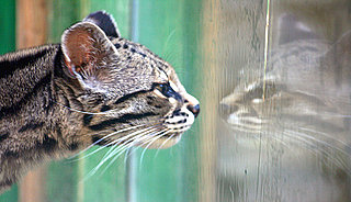 Très Bizarre: Prisoner Wants Visit From Mom — Who Is a Cat
