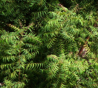 Definition of Neem Oil 2009-11-23 08:00:11
