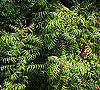 Definition of Neem Oil 2009-11-23 08:00:11