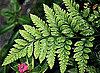 Fern and Milk Hair Conditioner