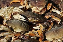Yummy Links: From Dungeness Crab to Turkey Cookies Yummy Links: From Dungeness Crab to Turkey Cookies