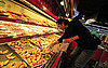 2009, 2010 Chicken Wing Shortage