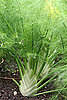 Fennel: Love It or Hate It?