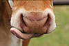 Guess What Animal?