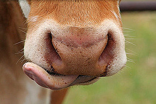 Guess What Animal?