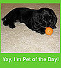 Add Your Lil Superstars to the Pet of the Day Group!