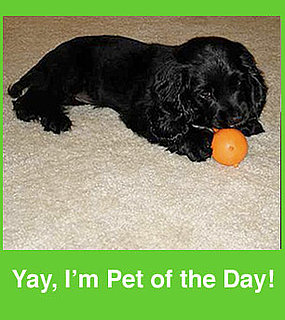 Add Your Lil Superstars to the Pet of the Day Group!