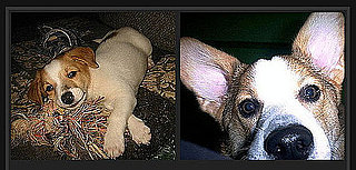 Pick the Cuter Pet For a Chance to Win $1,000!