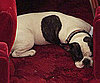 Guess Whose Dog?