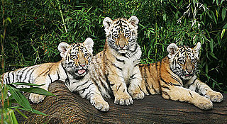 Yearbook Awards, Tiger Edition?