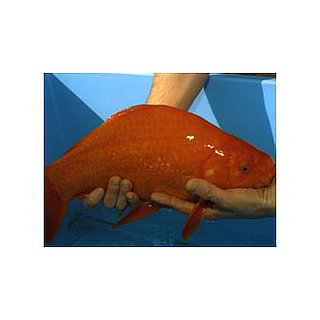 What Do You Know About Guinness's Record-Setting Animals? 