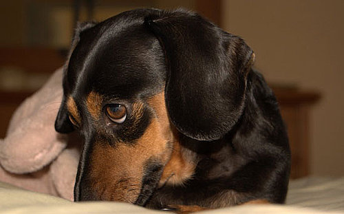 All-Natural Pet Stain Cleaning Tip