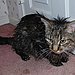 Spiky Mohawk
