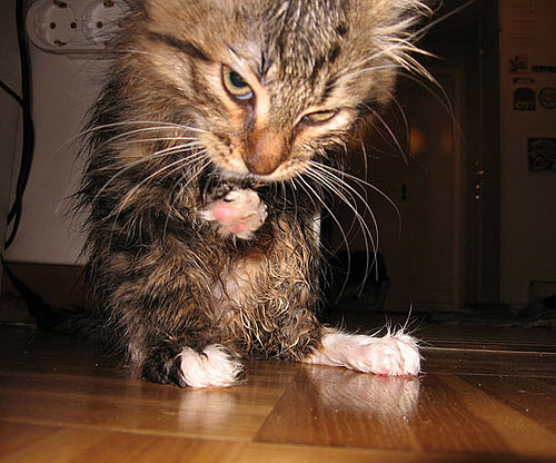 Licking Paw Licking Paw