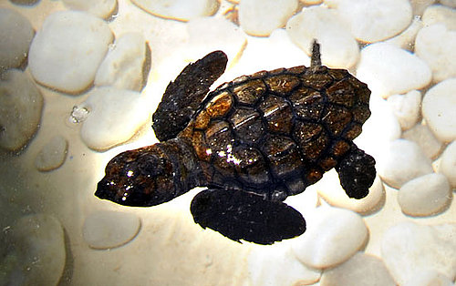 Over 10 Million Turtles Can Be Thankful For TAMAR